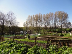 Allotment in bloom